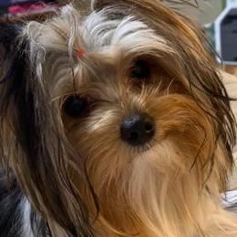 Yorkshire Terriers from Diamond Yorkies Wilder