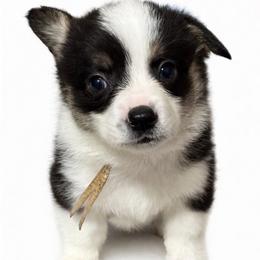 White collar - Black and tan male Pembroke Welsh Corgi puppy in Poulsbo, Washington from Central Valley kennel