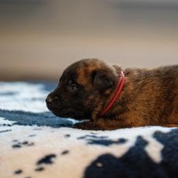 O Female 3 - Pink - Black brindle female Dutch Shepherd puppy in Alum Creek, West Virginia from Stay Wild K9