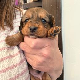 Mars - Red male Dachshund puppy in Delta, Utah from Dix n’ Dot Dachshunds