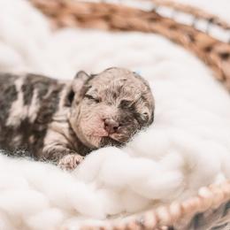 Bernedoodle and Goldendoodle Puppies from Hommel’s Mini Darling Doodles