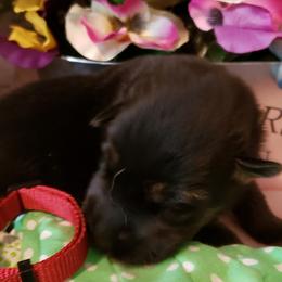 German Shepherd Puppies from Froschwald Kennels