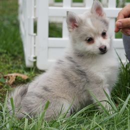 Pomsky, Rottweiler, Shetland Sheepdog, and Toy Shetland Sheepdog Puppies from Mountain High Kennels