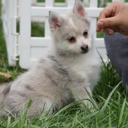 Pomsky, Rottweiler, Shetland Sheepdog, and Toy Shetland Sheepdog Puppies from Mountain High Kennels