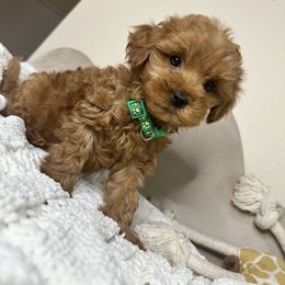Goldendoodle Puppies from Simply Mini Goldendoodles