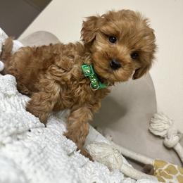 Goldendoodle Puppies from Simply Mini Goldendoodles