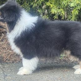 BTF3 - Black tri-color female Australian Shepherd puppy in Chehalis, Washington from Wandering Acres Ranch