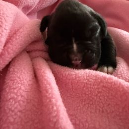 Sealed Female - Brindle female Boxer puppy in Florida from BNF Boxers