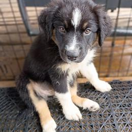 Flint (grey) - Black tri-color male Australian Shepherd puppy in Okeechobee, Florida from Rothsolid Puppies