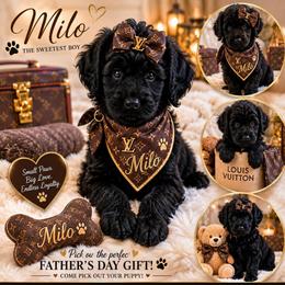 Girl 5 - female Goldendoodle puppy in Aurora, Illinois from Chicago Goldendoodles