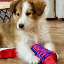 Sami - female Scottish Collie puppy in Newcastle, Wyoming from Wykota 7K Scottish Collies