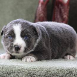 Sapphire - Dilute blue female Australian Shepherd puppy in Quapaw, Oklahoma from Rocky Hill Aussies