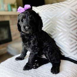 Goldendoodle Puppies from Orange Blossom Doodles