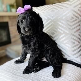 Goldendoodle Puppies from Orange Blossom Doodles
