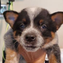 Full mask F - Blue speckled female Australian Cattle Dog puppy in Lenoir, North Carolina from Blue Coyote Ranch