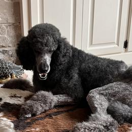 Poodle puppies from Willow Rock Poodles