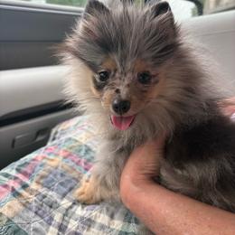 Pomeranian puppies from Heartfelt Kennels