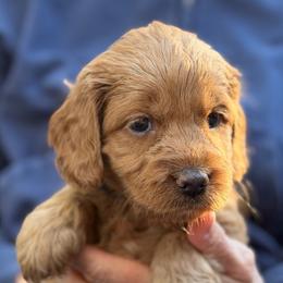 Girl 5 - female Australian Labradoodle puppy in Bend, Oregon from High Desert Labradoodles