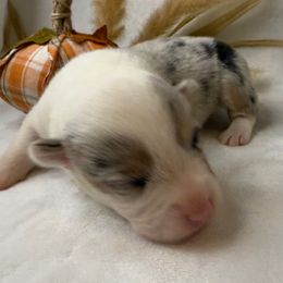 Boy 6 Blue Merle - Blue merle and white male American Corgi puppy in Scottown, Ohio from Wyndy Ridge Corgis