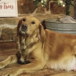 Cammie - Golden Retriever