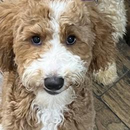 Neyland - Goldendoodle