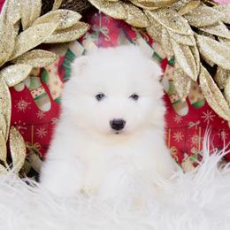 Aspen - White and biscuit female Samoyed puppy in West Jordan, Utah from Rocky Mountain Samoyeds