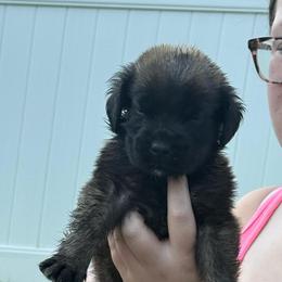 Oliver - Apricot male Mastiff puppy in Sioux Falls, South Dakota from Clearbrook Mastiffs