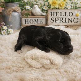 Light Blue Collar - Black male Miniature Schnauzer puppy in Sacramento, California from Hardcastle Family Schnauzer’s