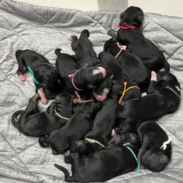 Bernedoodle Puppies from Orlando Bernedoodles