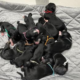 Bernedoodle Puppies from Orlando Bernedoodles