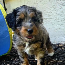 Loki - Blue merle male Aussiedoodle puppy in Marietta, Georgia from Dogwood Family Doodles