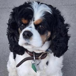 Cocker Spaniels from Reuter’s Cockers