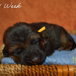 Yellow Collar - Black and red male German Shepherd puppy in Orlando, Florida from AceHaven Canines