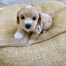 Edward - Cream male Havapoo puppy in Pleasant Grove, Utah from Snuggle Buddies
