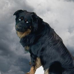 Bear - Miniature Australian Shepherd