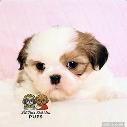Preston - Gold and white male Shih Tzu puppy in Walkertown, North Carolina from Lil’ Bit’s Shih Tzu