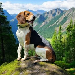 Beagle All Grown Up from Rustic Farm Sporting Beagles
