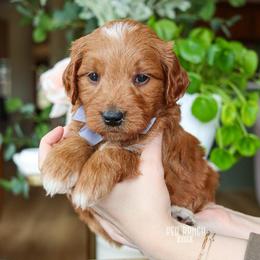 Chevy - Red  male Goldendoodle puppy in Salado, Texas from Red Ranch Dogs