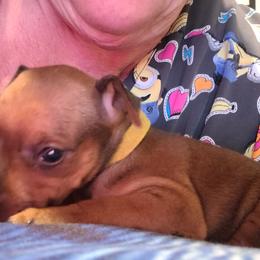 Yellow - Stag red male Miniature Pinscher puppy in Phelan, California from Desert Rose Kennel