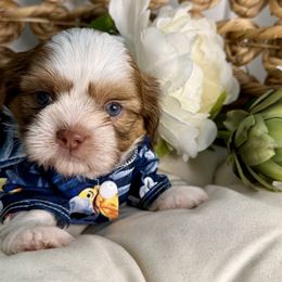 Cupid (see heart on his head) - Liver and white male Shih Tzu puppy in Sherman, Texas from Shannon’s Sweet and Sassy Shih Tzu’s