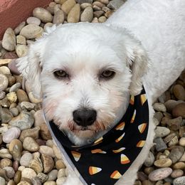 Snow - Havanese