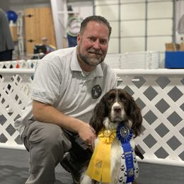 English Springer Spaniel, Field Spaniel, and Labrador Retriever All Grown Up from Three Doves