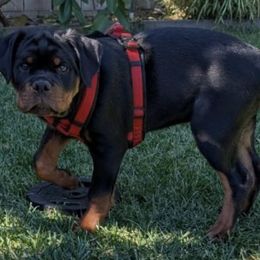 Rottweiler Puppies from Von Der Hing Rottweilers