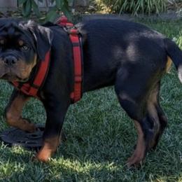 Rottweiler Puppies from Von Der Hing Rottweilers