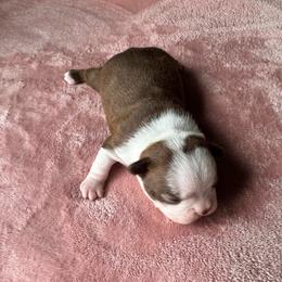 Girl 2 - Red female Boston Terrier puppy in Brookville, Ohio from Best Friend Bostons