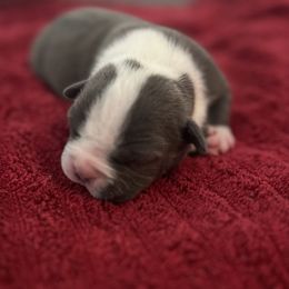 Girl 1 - Blue American Staffordshire Terrier puppy in Byron, Georgia from Lelani