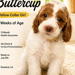 1400.00 Buttercup: Yellow Collar - Parti female Goldendoodle puppy in Raceland, Louisiana from Cajun Doodles