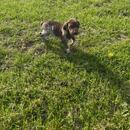 Maverick - Liver roan male German Shorthaired Pointer puppy in Ohio from Eric and Michelle's GSP