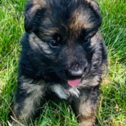 German Shepherds from Gina Falco