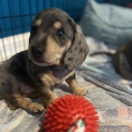 Dachshund Puppies from M&M Pups